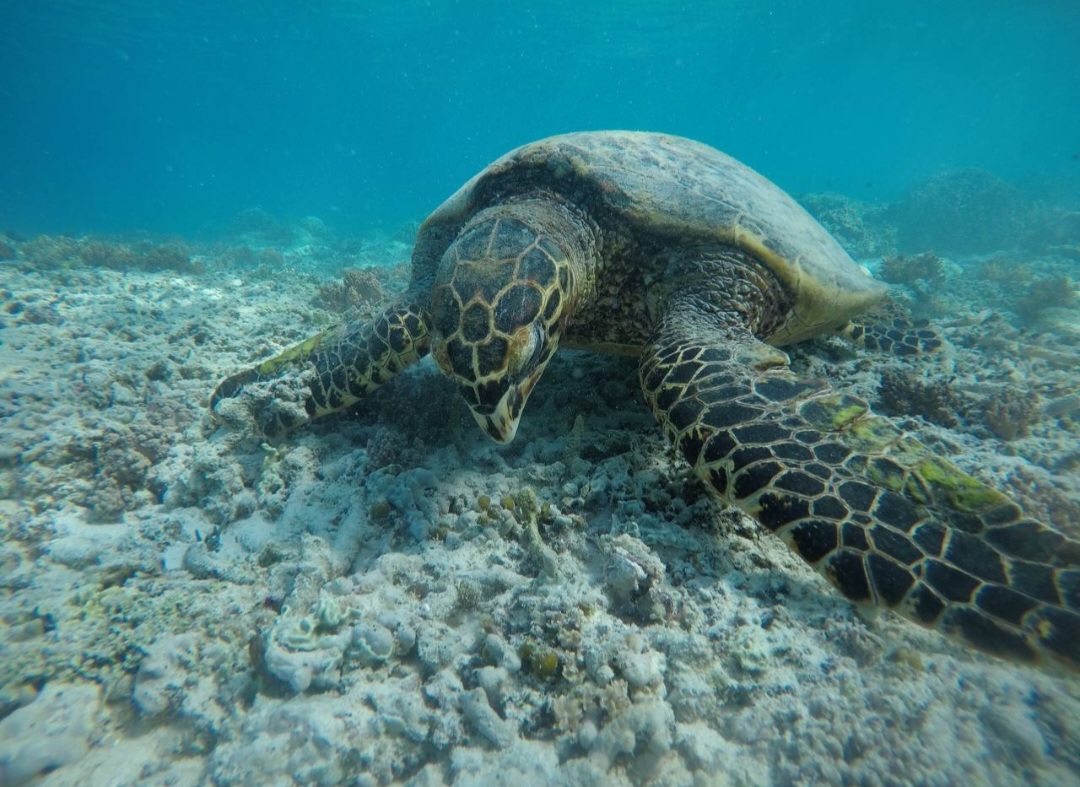 Gili Islands: Trawangan, Meno & Air