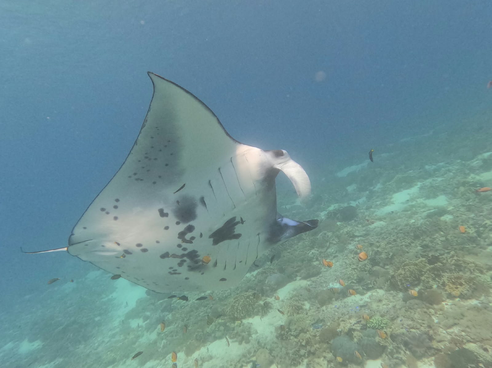 Komodo National Park & Padar Bay - photo 3