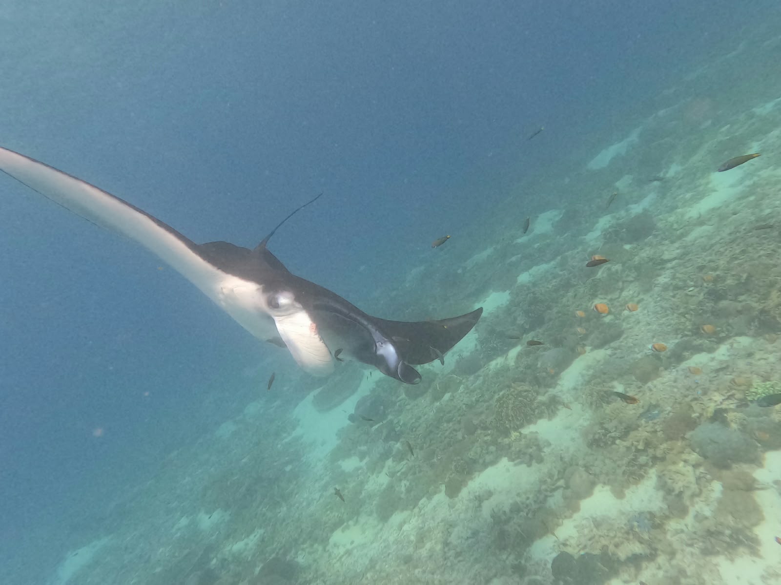 Komodo National Park & Padar Bay - photo 4