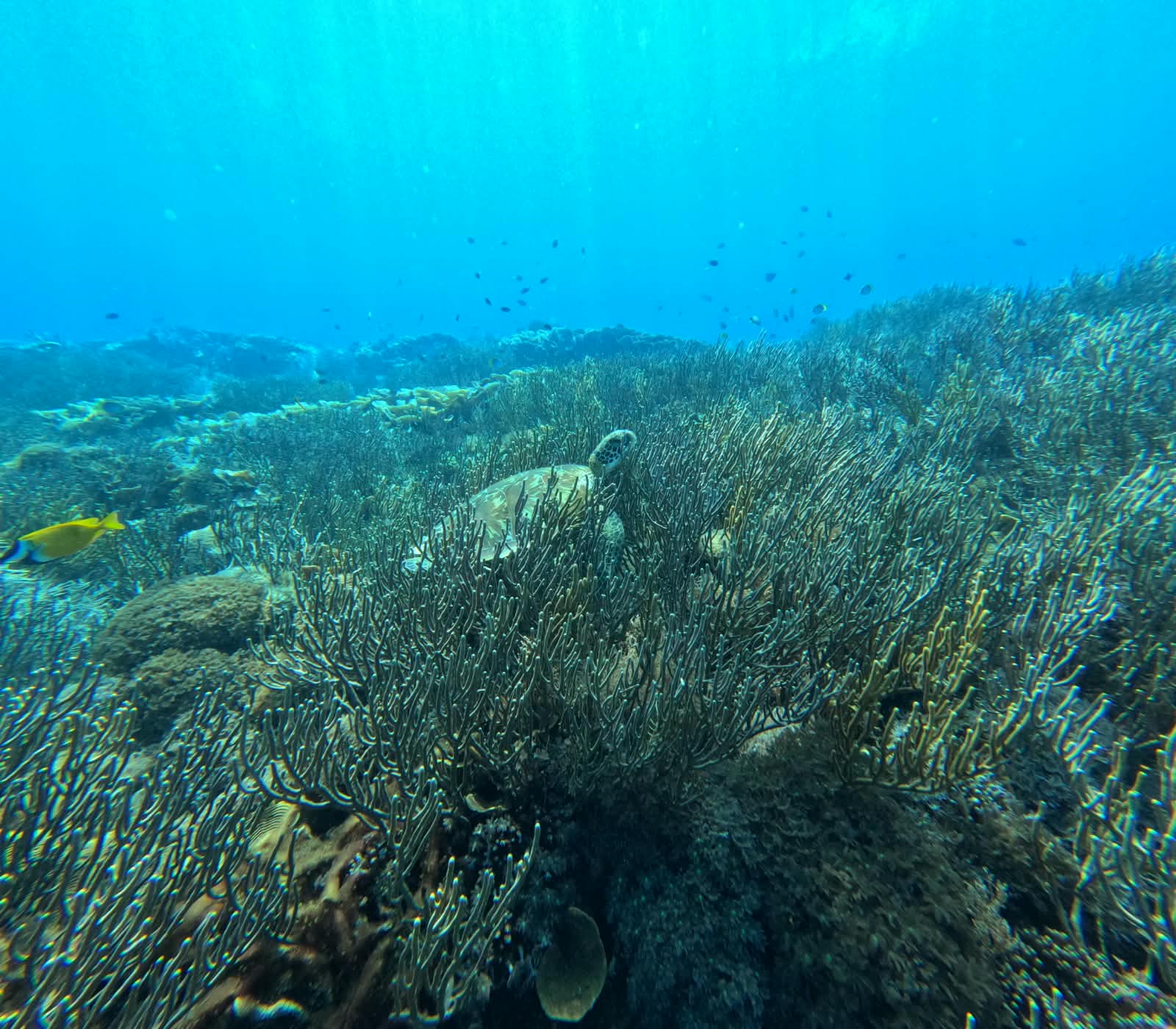 Komodo National Park & Padar Bay - photo 11