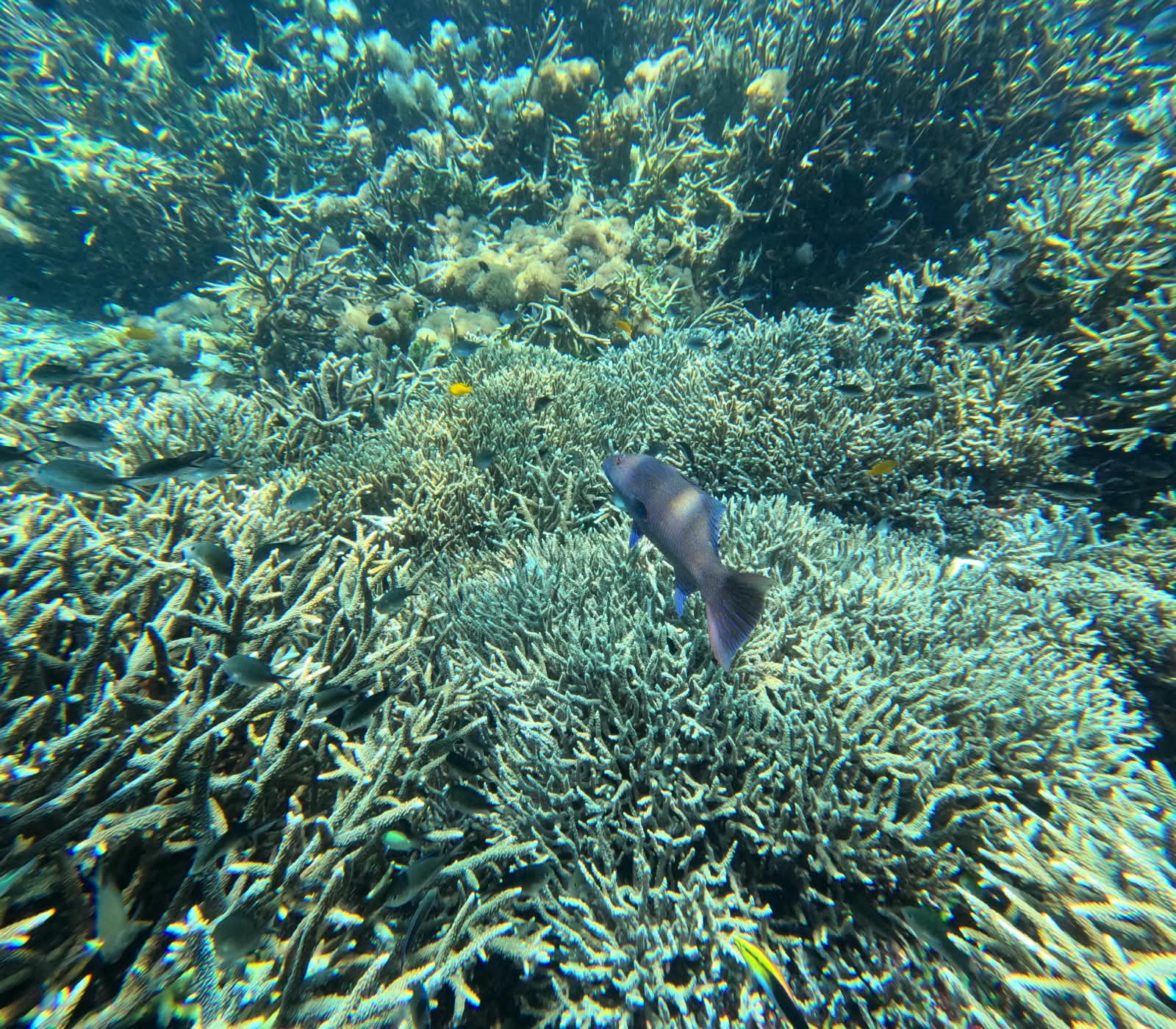 Komodo National Park, Padar Bay, Manta Point, Pink Beach