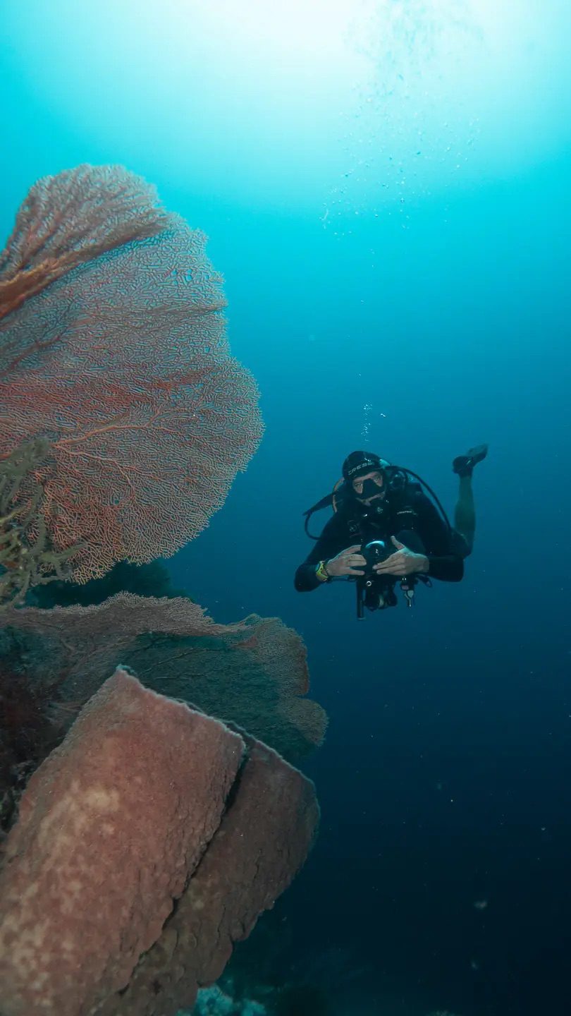 Overlapping table and staghorn Acropora coral in excellent condition on a reef slope
