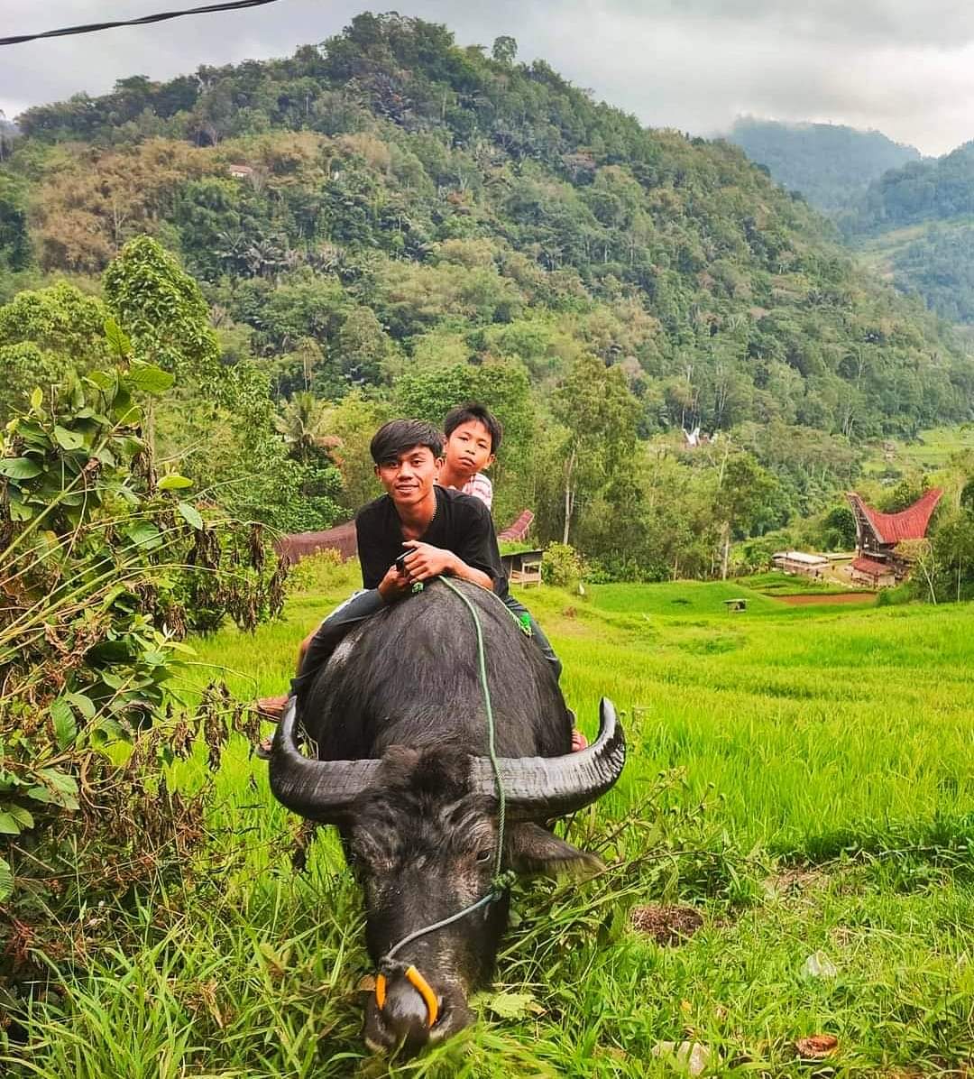 Tana Toraja Culture - photo 5